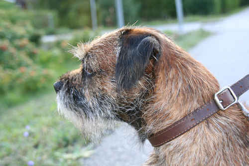 Border terrier