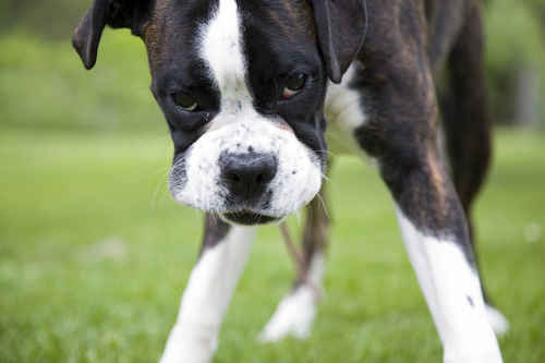 Boxer