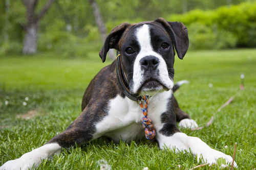 Boxer