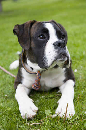 Boxer