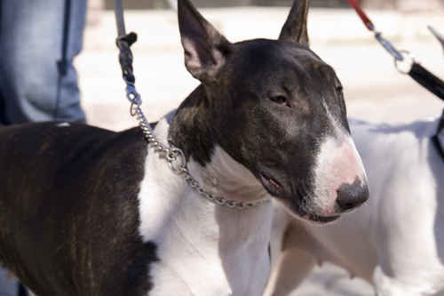 Bullterrier