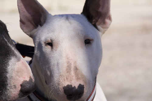 Bullterrier