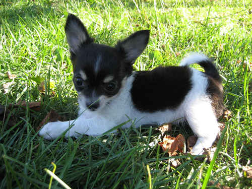 Chihuahua som spanar