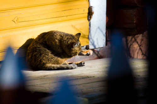 Katt
