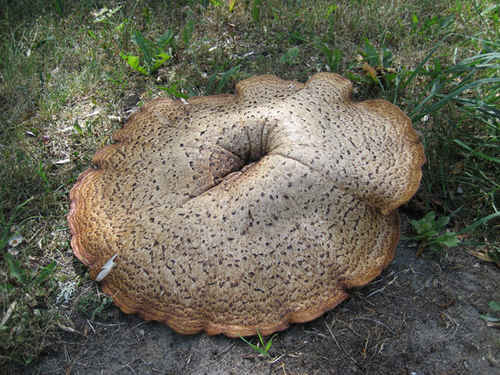 En stor svamp