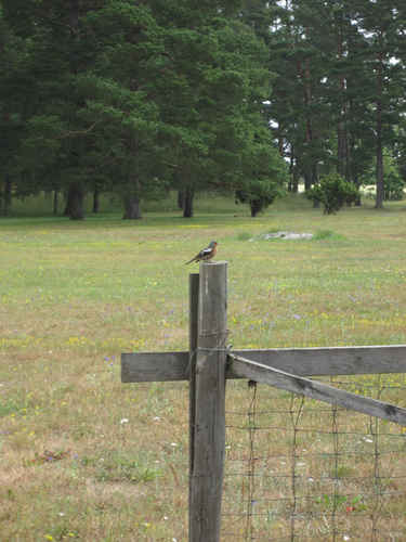 en fågel på en stolpe