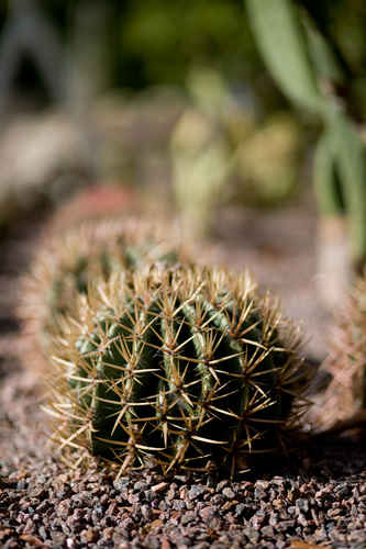 Vykort ferocactus_sp