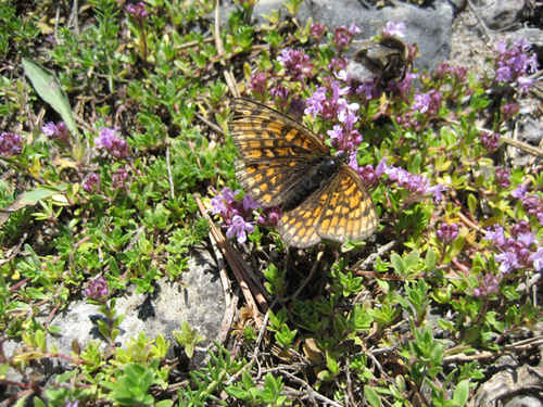 En fjärlil och hummla som delar på samma blomma