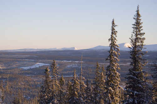 Granskog
