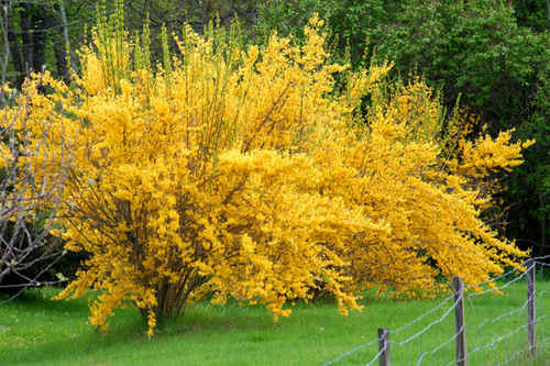 Forsythia