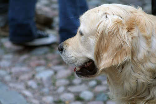 Golden Retriever