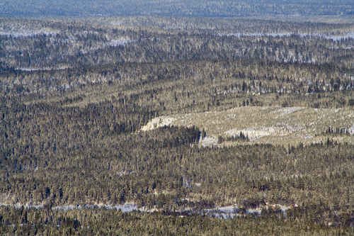 Granskog