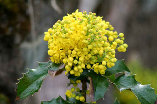 Mahonia