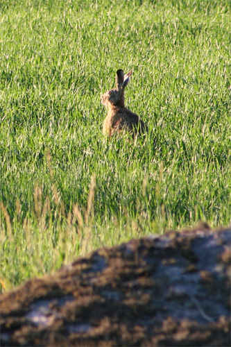 Hare