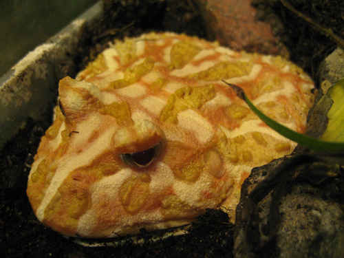 Vykort hornpadda
