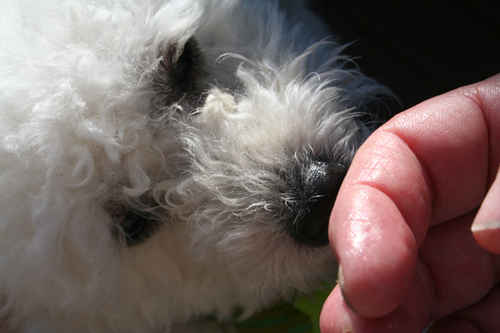 Hund nosar