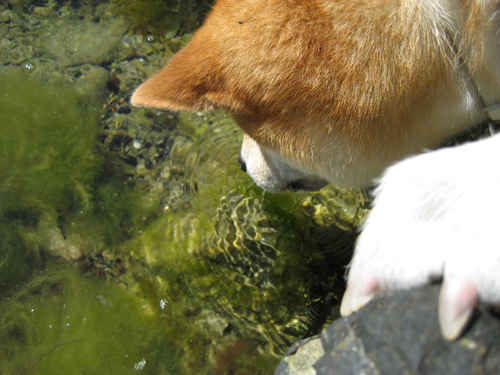 en hund som leker i ytvattnet