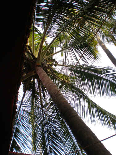 Palm