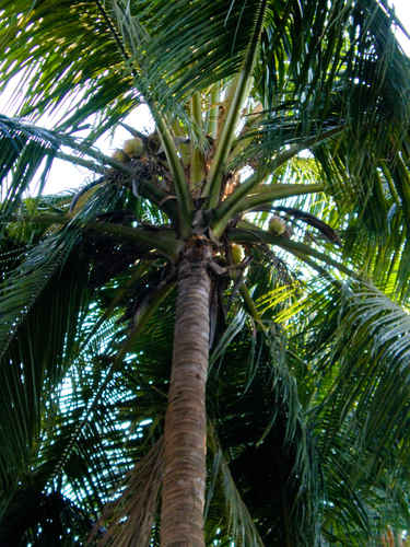 Palm