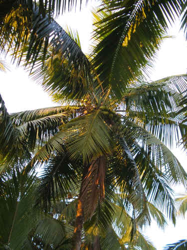 Palm