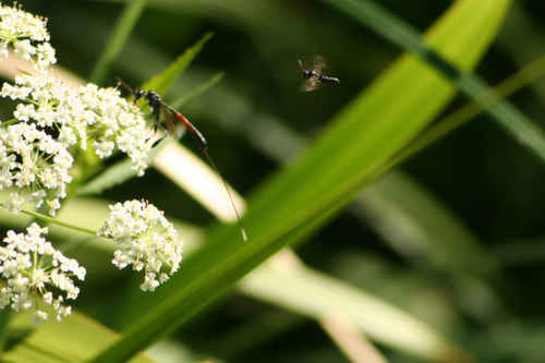 Insekter