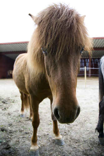 Islandshäst