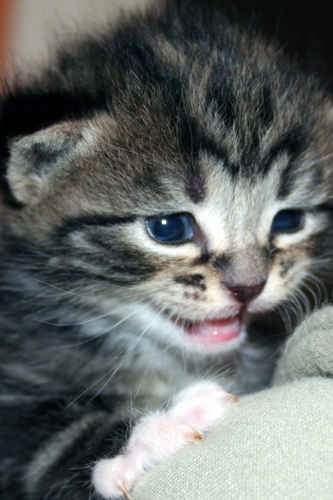 Kattunge