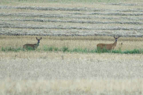 Vykort kid_raadjur