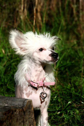 Kinesisk nakenhund