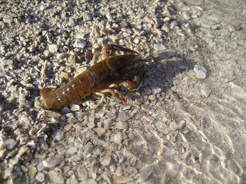 Kräfta i strandkanten