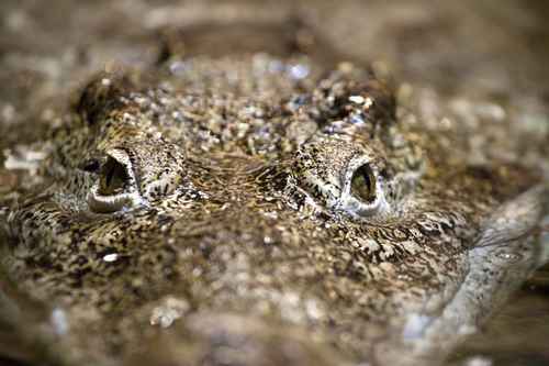 Krokodil