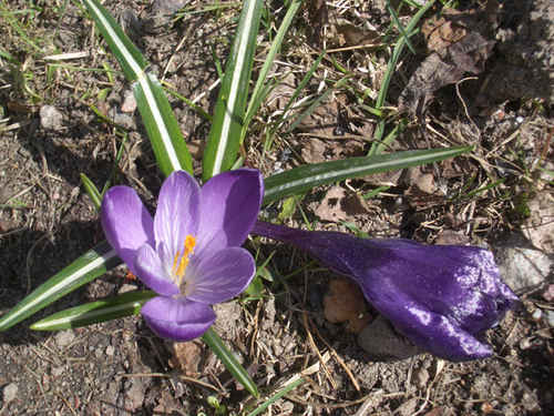 Lila Krokus