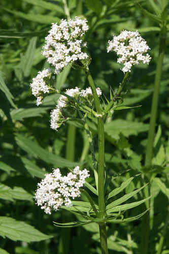 Läkevänderot