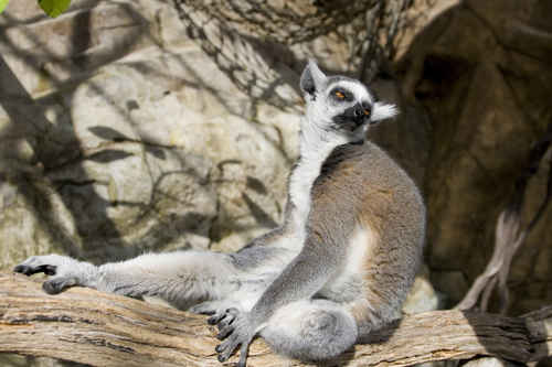 Vykort le,ur_sitter
