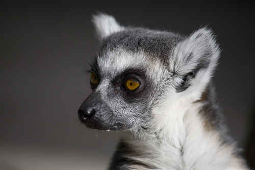 Lemur