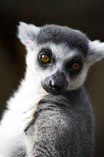 Lemur