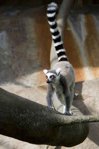 Vykort lemur_klaettrar