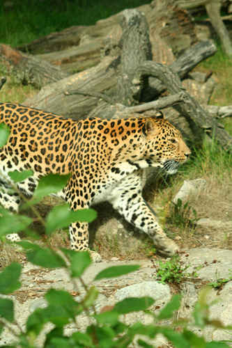 Leopard