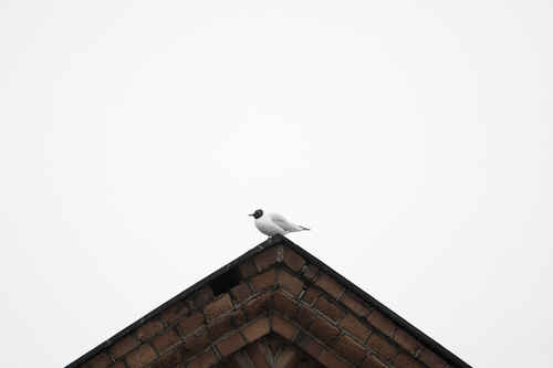 Mås på tak