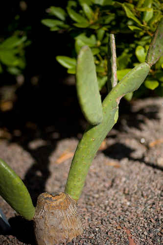 Vykort opuntia_ficus_indica