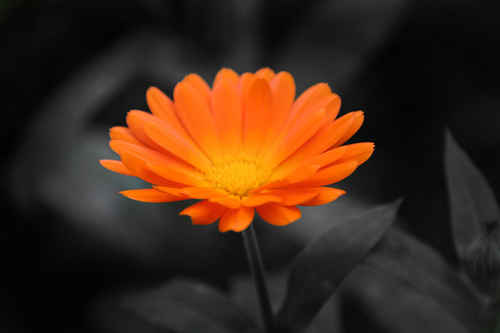 Orange blomma