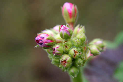 Pelargonknoppar