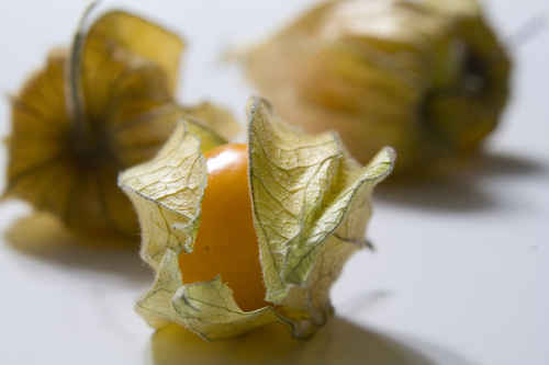 Tre physalis