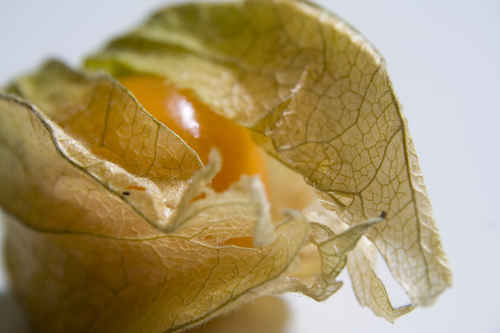 Physalis