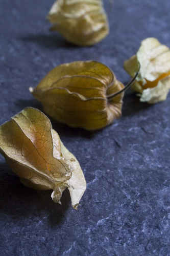 Physalis