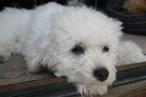 Pudel vilar