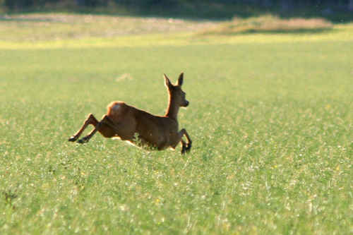 Rådjur hoppar