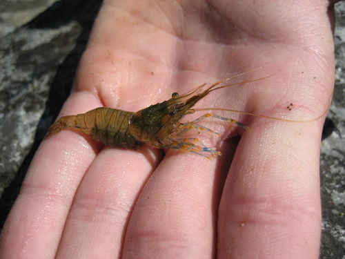 En räka i någons hand