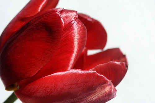 Röd tulpan