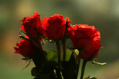 Röda rosor